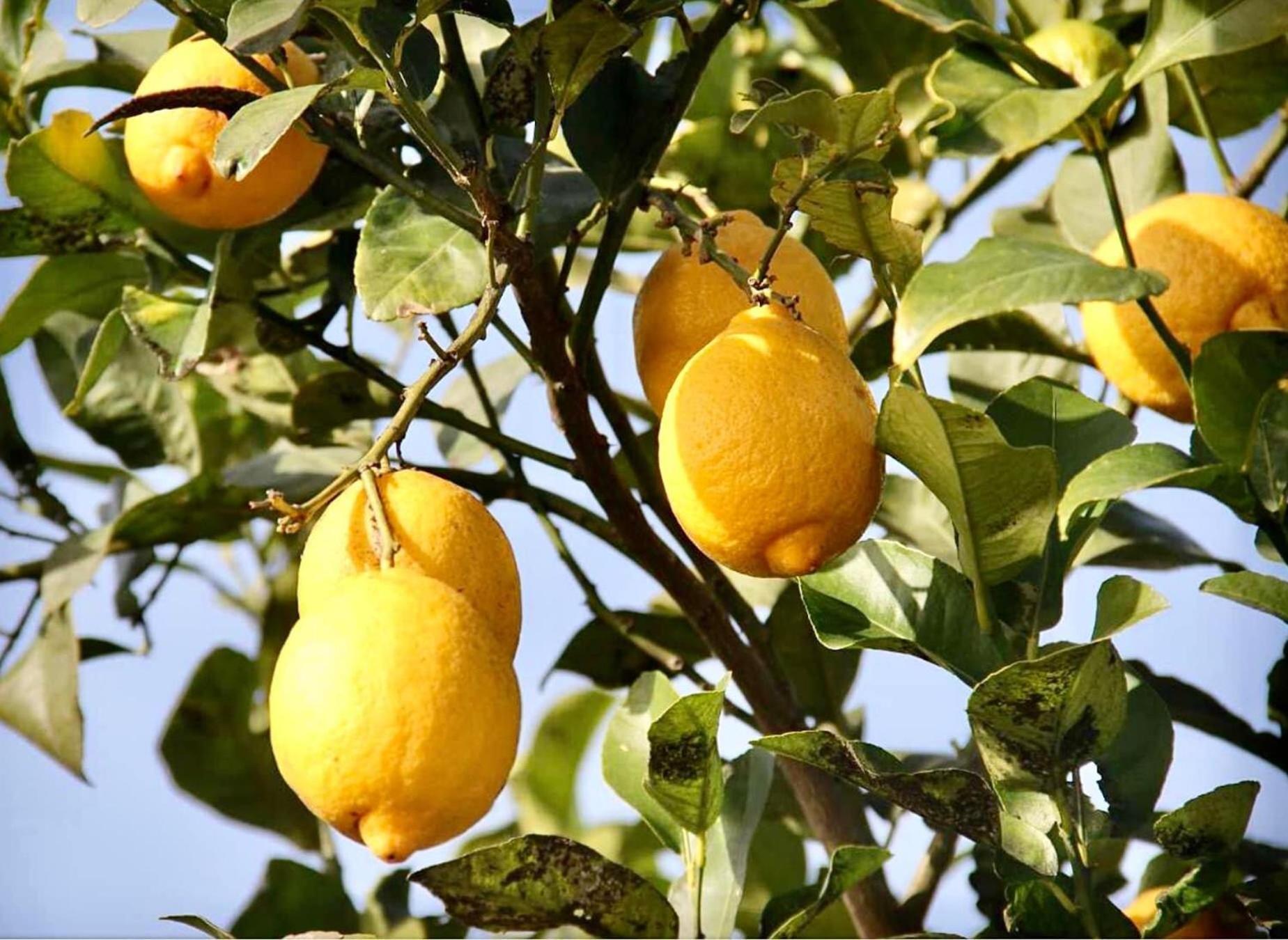 Dar El Hana Тарудант Екстериор снимка